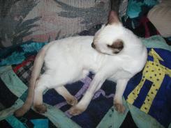 more kittens